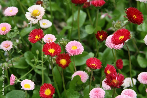 Obraz Summer flower-bed