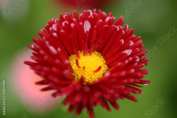 Obraz Red bellis perennis