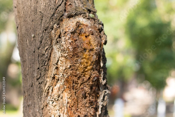 Obraz rot comes from wood. close view of the trunk of a sick tree. Rot. Infected tree. Disease, Protection of trees.
