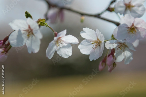 Fototapeta 桜の花びら