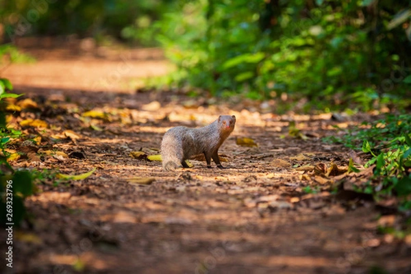 Fototapeta Indian Grey Mongoose on a forest path