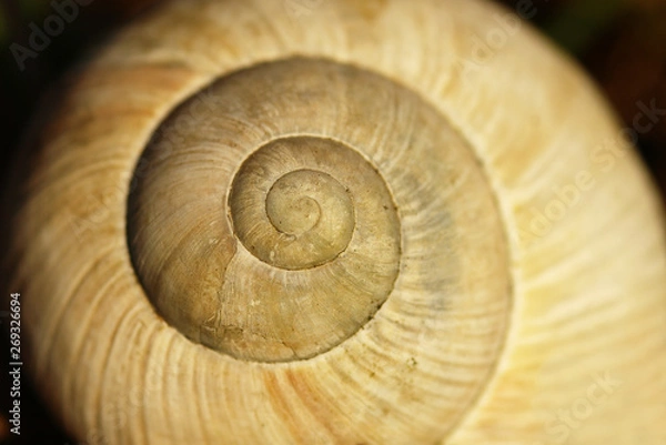 Fototapeta Gray big garden snail shell on a black background. Detail of a conch with a spiral and brown lines on a dark backdrop
