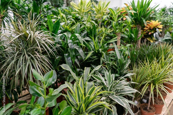 Obraz Many different high plants in flower pots in flowers store. Garden center and wholesale supplier concept. Green background. Lots of leaves.
