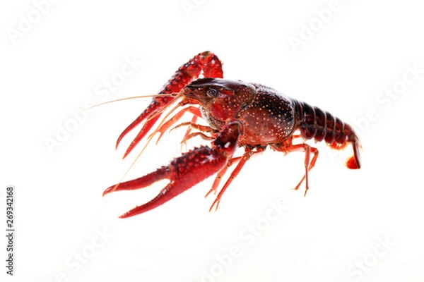 Fototapeta Crayfish