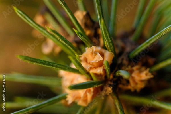 Fototapeta closeup of pine cone