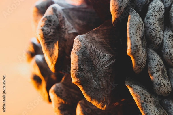 Fototapeta Pine cones cotyledons