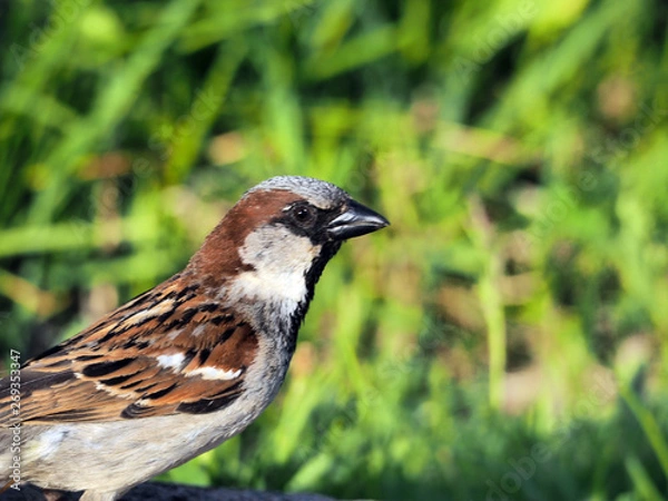 Fototapeta sparrow close up, grass stalks in background