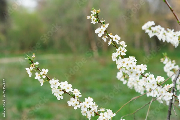 Obraz white flowers of the garden tree, cherry  on the branch