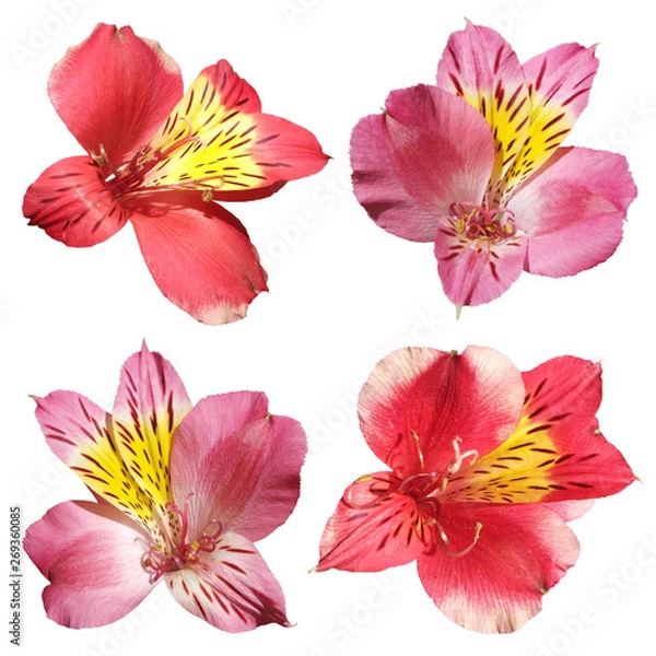 Fototapeta Set of four Alstroemeria isolated on white background