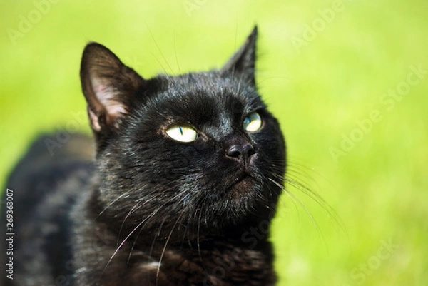 Fototapeta Black Cat