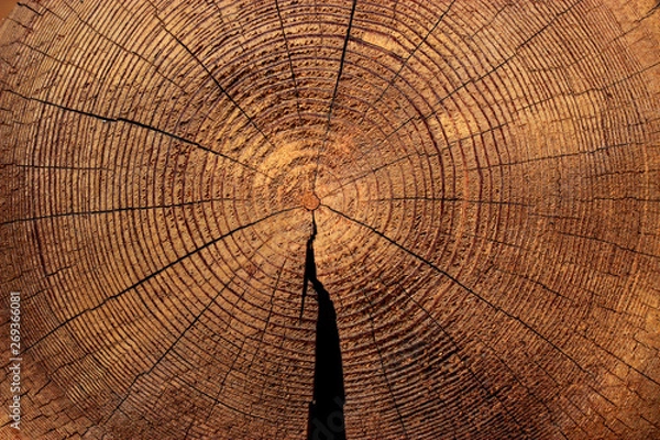 Fototapeta The texture of the saw cut pine trunk with annual rings.