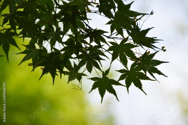 Fototapeta 春もみじ