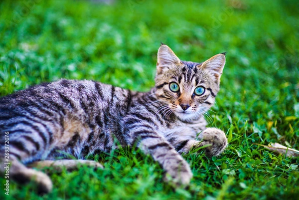 Obraz cat with amazing eyes