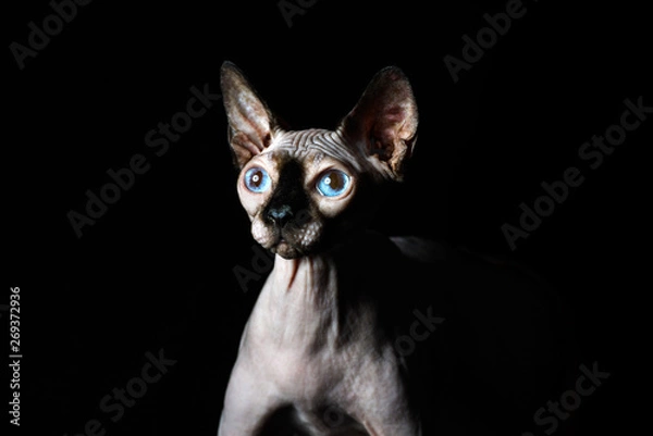 Fototapeta sphynx cat