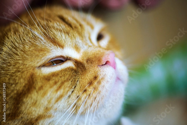 Obraz beautiful cat
