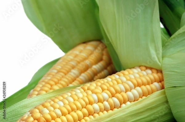 Obraz Corn in husks isolated on white