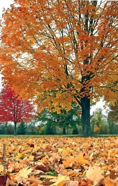 Obraz Autunm trees and leaves