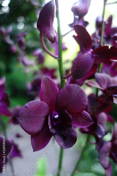 Fototapeta Orchidée