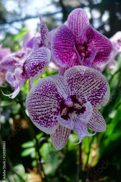 Fototapeta Orchidée