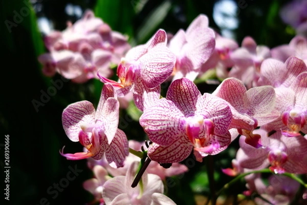 Fototapeta Orchidée