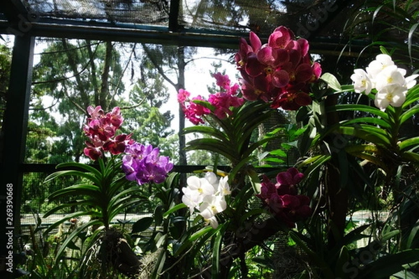 Fototapeta Orchidée