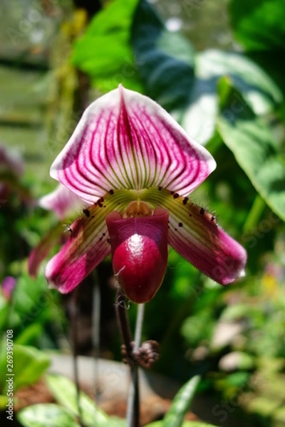 Fototapeta Orchidée