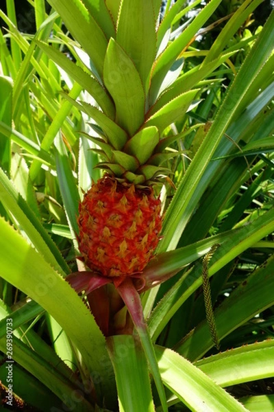 Fototapeta Ananas