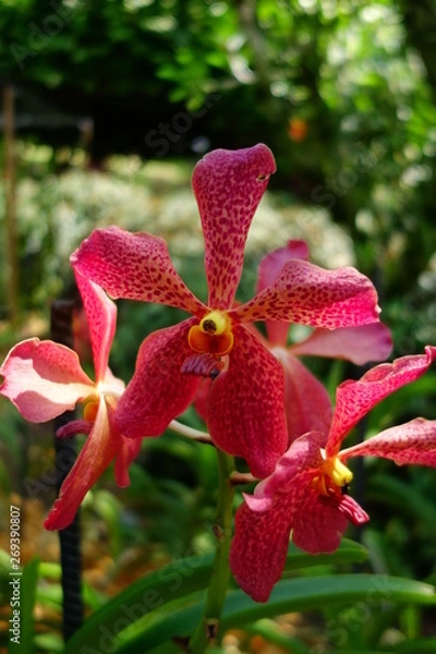 Fototapeta Orchidée