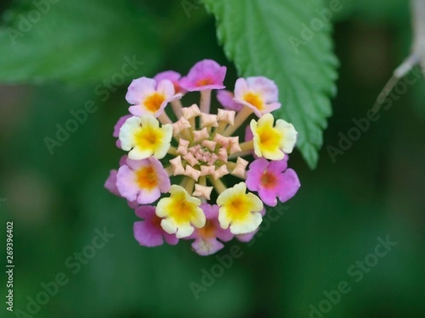 Obraz アジサイのつぼみ