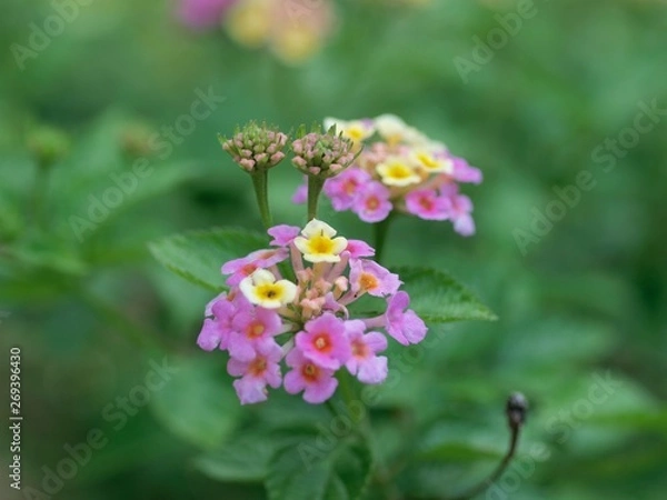 Fototapeta アジサイのつぼみ