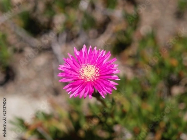 Obraz マツバギク