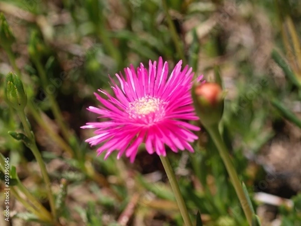 Obraz マツバギク