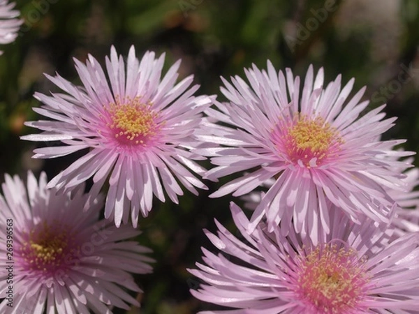 Obraz マツバギク