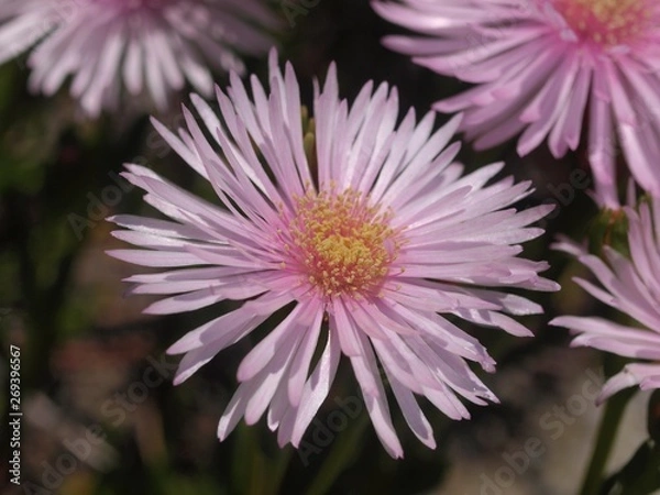 Obraz マツバギク