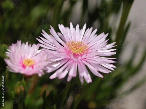 Obraz マツバギク