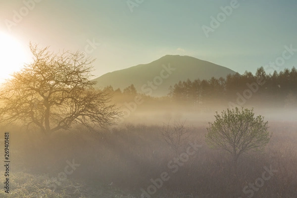 Fototapeta 初夏の日光小田代ヶ原の夜明け