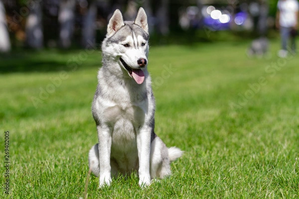 Fototapeta A young Siberian husky male dog is sitting on dried grass.