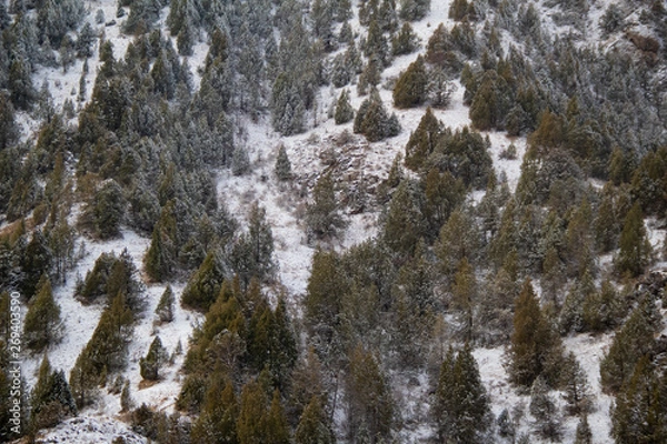 Fototapeta snow on the mountain and trees