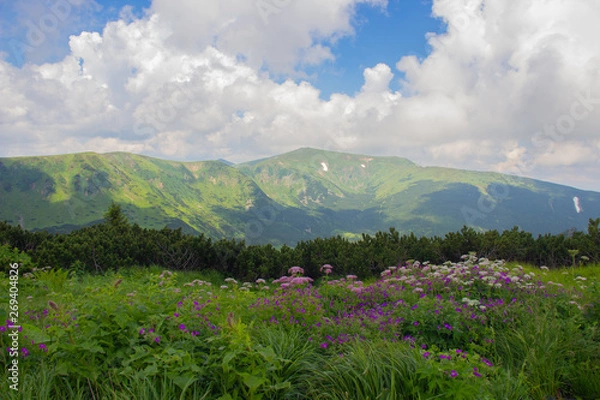 Fototapeta Hiking with a tent through Petros to Hoverla, Lake Nesamovite, Mount Pop Ivan Observatory.
