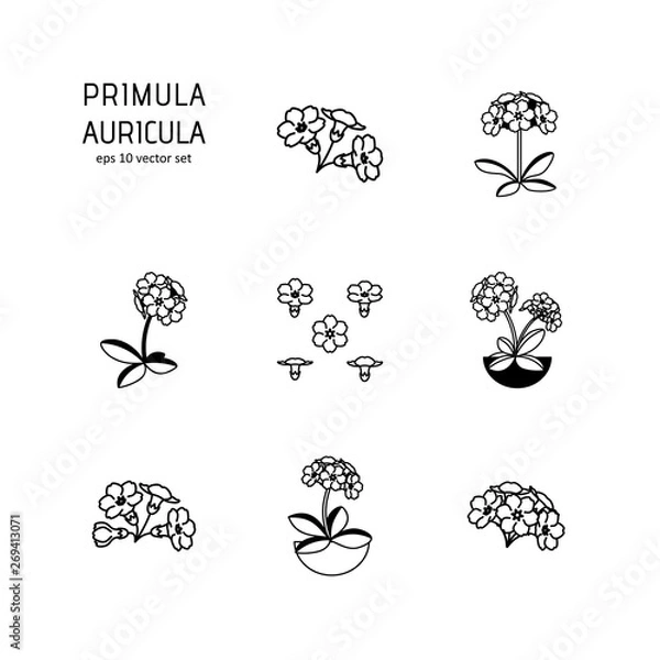 Obraz Primula - vector icons set.