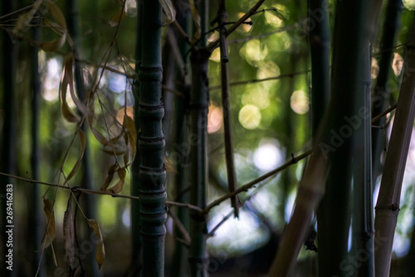 Obraz bamboo in the forest