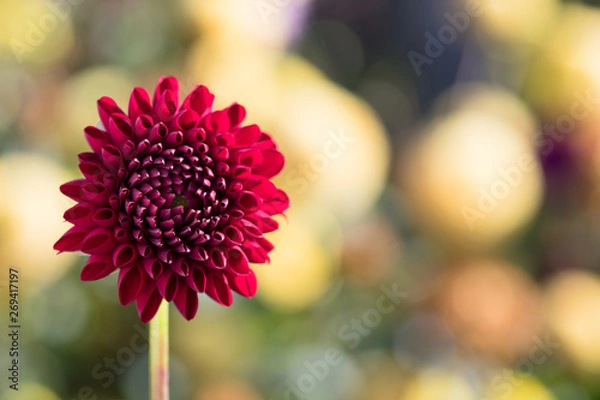 Obraz schöne rote Dahlienblüte