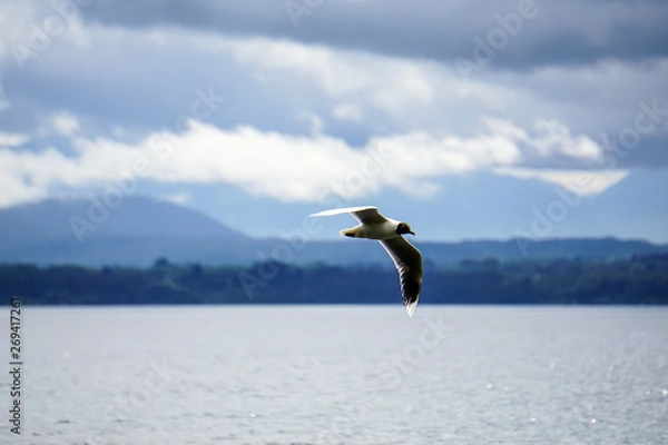 Obraz seagull on the beach