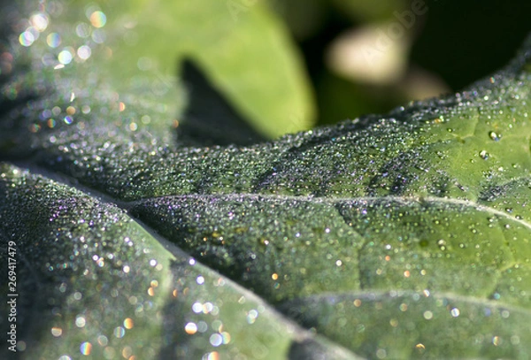 Obraz grünes Blatt mit frischem Tau