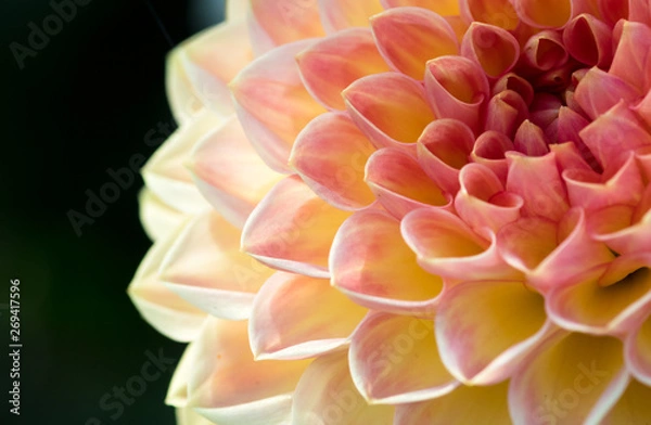 Obraz Rosa Dahlienblüte