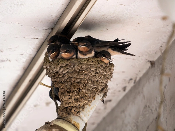 Fototapeta 燕の雛
