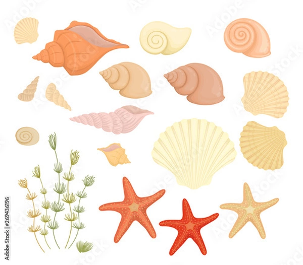 Fototapeta Summer set of seashells and starfish isolated on white