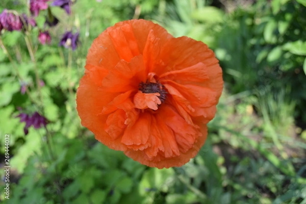 Fototapeta red poppy in field