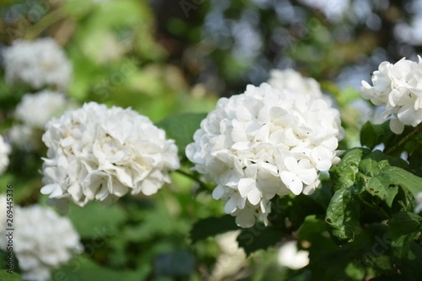 Fototapeta white flowers of a tree in spring