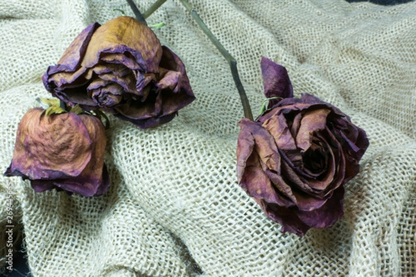 Fototapeta Flores secas